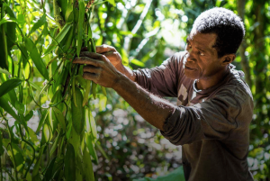 Vanilla-Farmer-in-Uganda