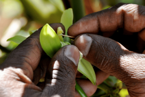 Vanilla-Hand-Pollination